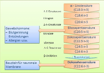 Metabolismus der Omega-3-Fettsuren